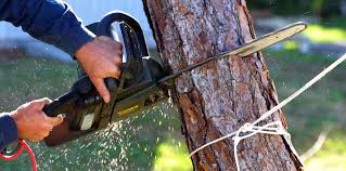 How Our Tree Care Process Works  in Roodhouse, IL